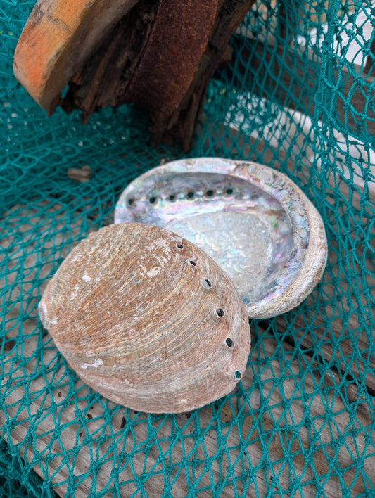 Rust Back Light Green Abalone Shell - Haliotis Fulgens