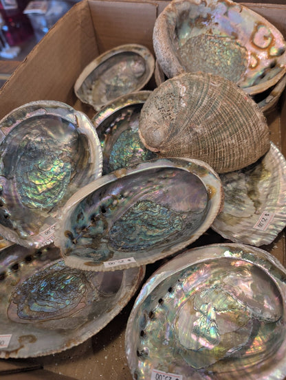 Rust Back Light Green Abalone Shell - Haliotis Fulgens