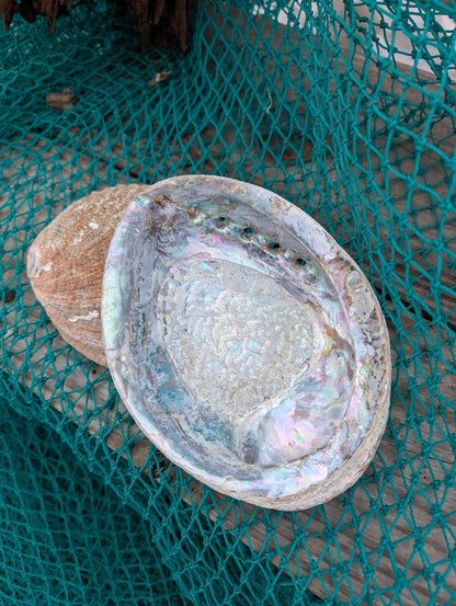 Rust Back Light Green Abalone Shell - Haliotis Fulgens