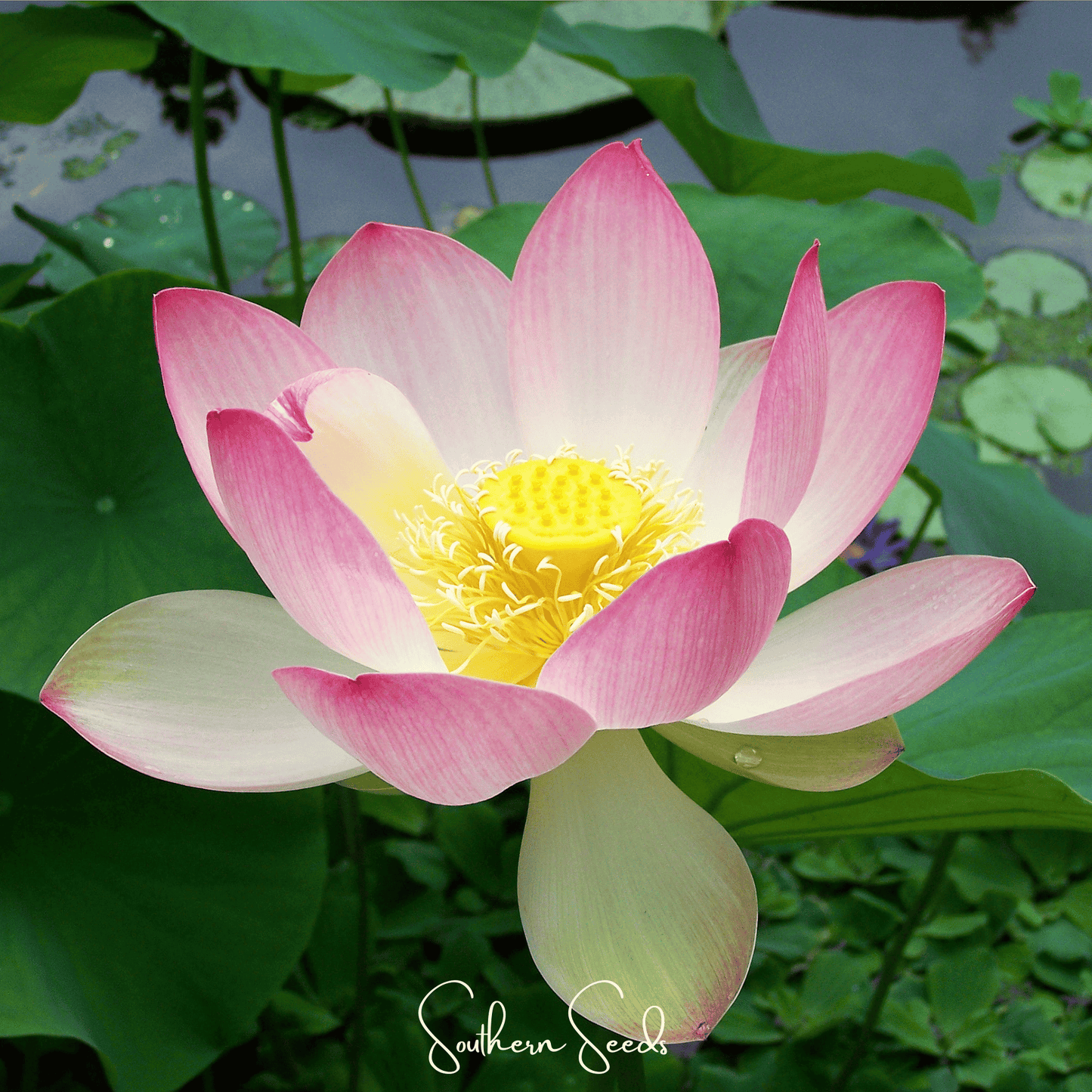 Sacred Lotus - 5 Seeds