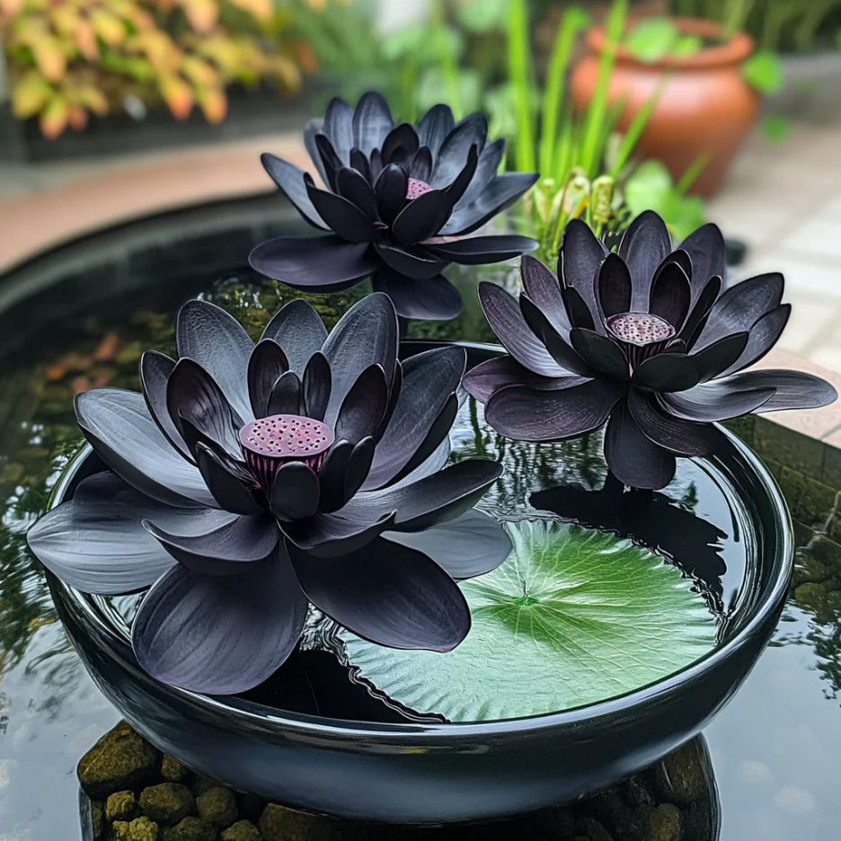 Premium Black Lotus Flower Seeds, Grow Exotic And Rare Blooms