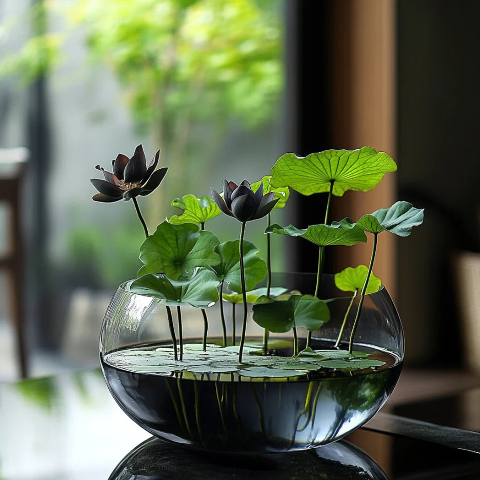 Premium Black Lotus Flower Seeds, Grow Exotic And Rare Blooms