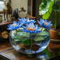 Premium Blue Lotus Seeds, Exotic Aquatic Flowers