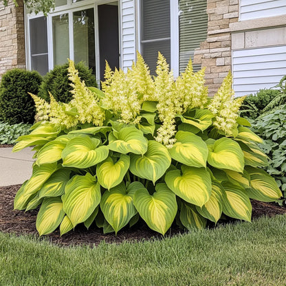 Rare Yellow Gold Hosta Seeds, Bright Lime-Green & Golden Foliage