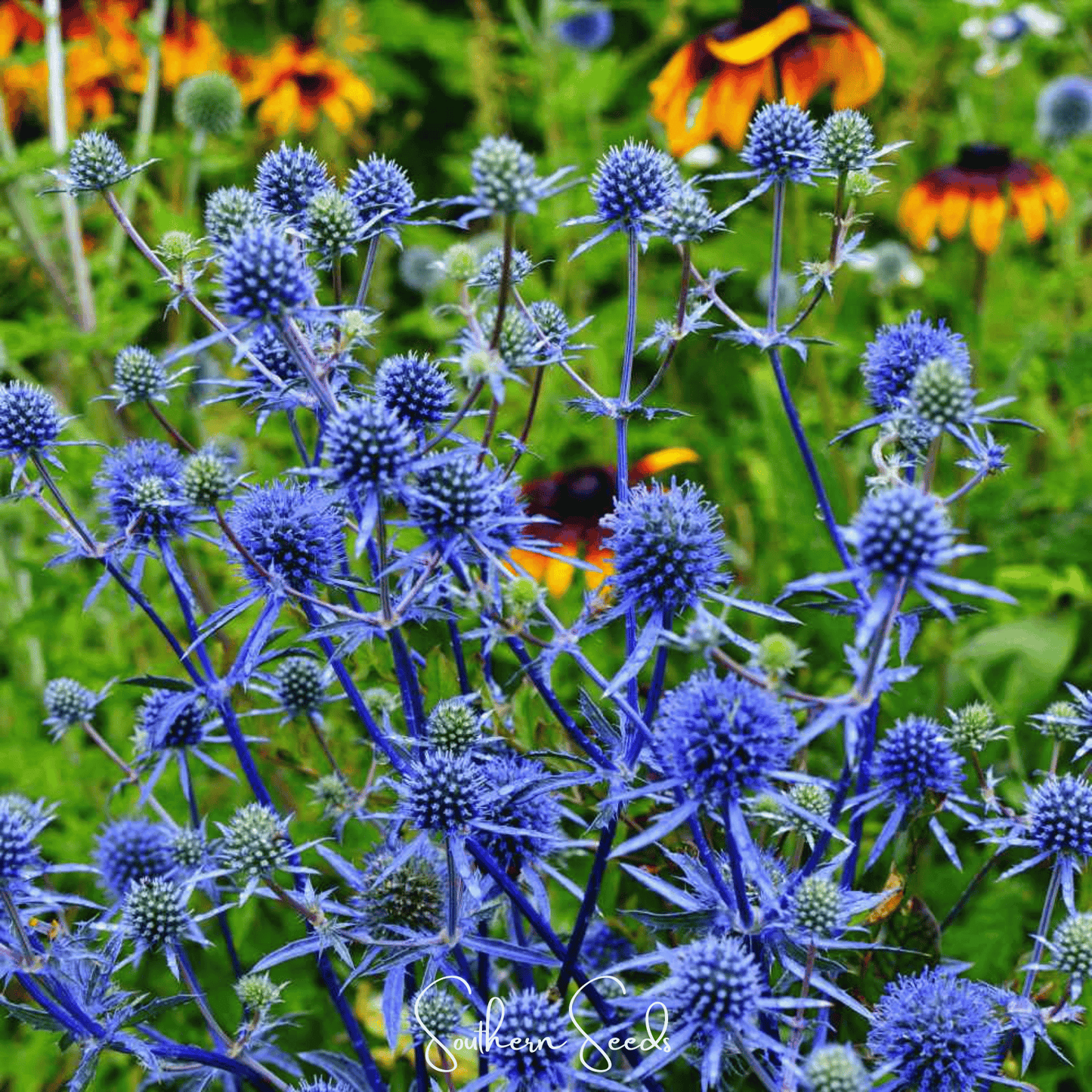 Alpine Sea Holly – 25 Seeds