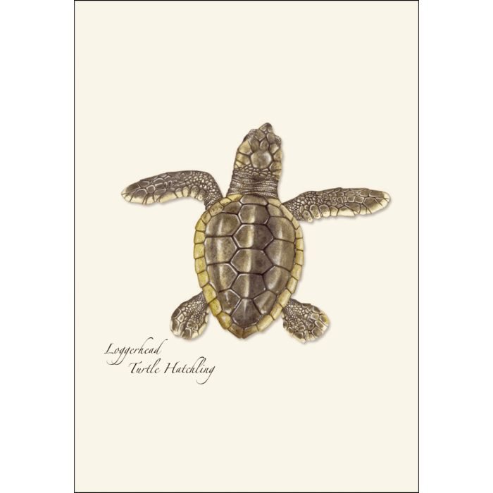 Sea Turtle Hatchling Assortment - Boxed Note Cards