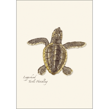 Sea Turtle Hatchling Assortment - Boxed Note Cards