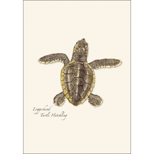 Sea Turtle Hatchling Assortment - Boxed Note Cards