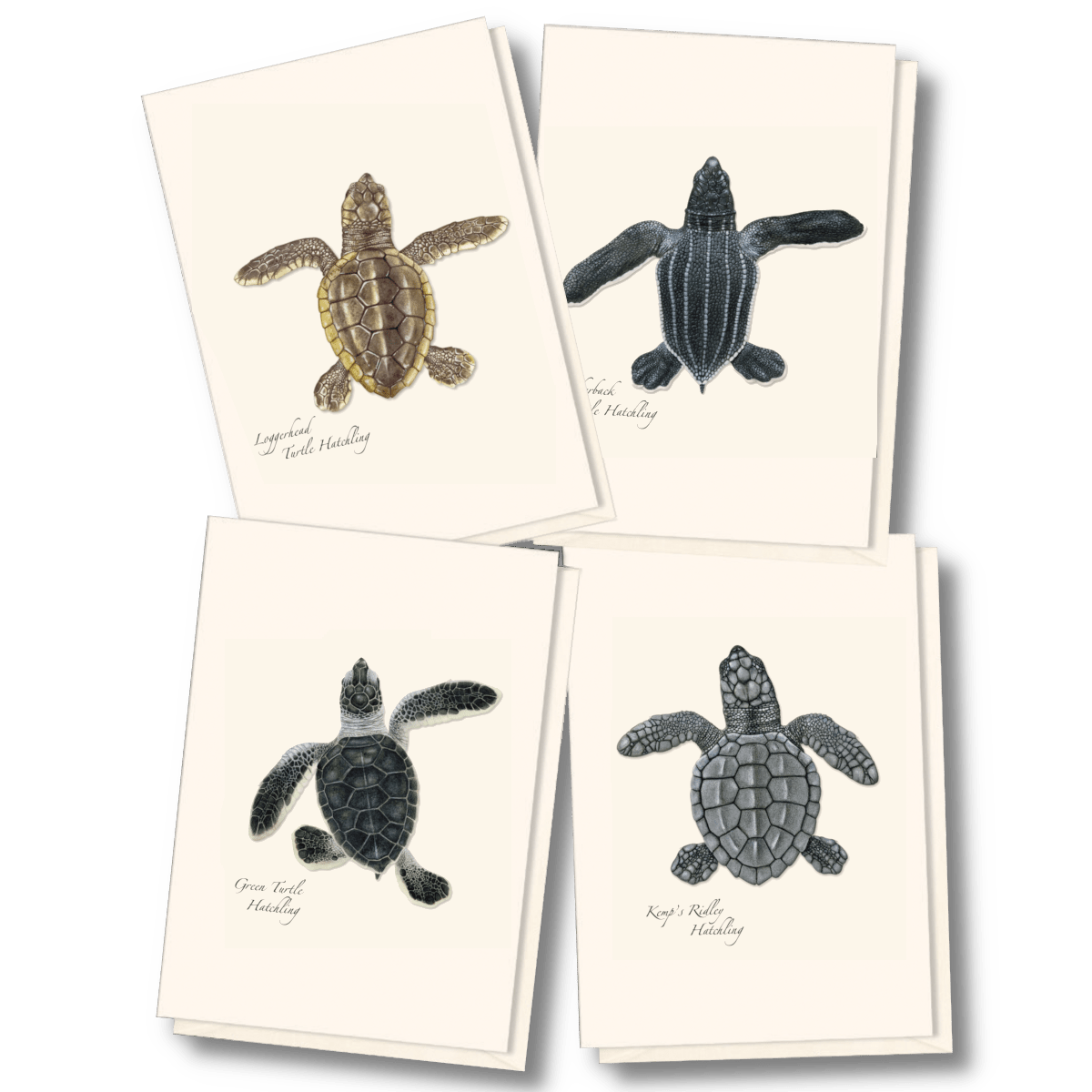 Sea Turtle Hatchling Assortment - Boxed Note Cards