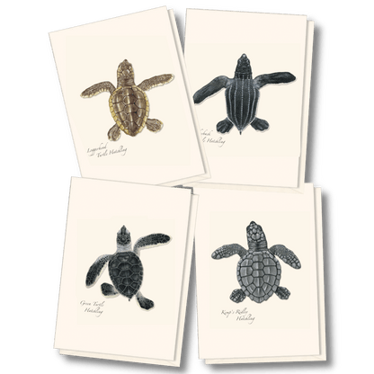 Sea Turtle Hatchling Assortment - Boxed Note Cards