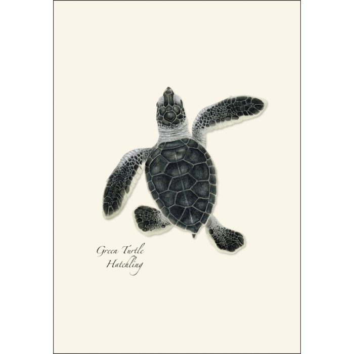 Sea Turtle Hatchling Assortment - Boxed Note Cards