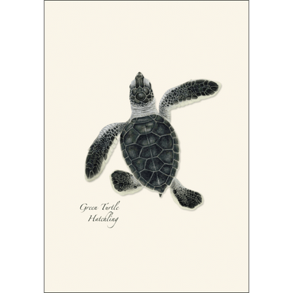Sea Turtle Hatchling Assortment - Boxed Note Cards