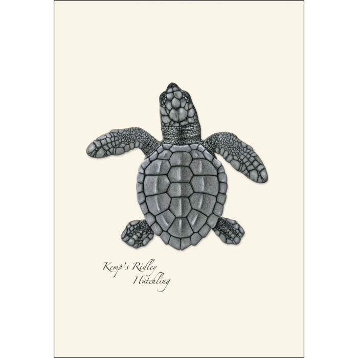 Sea Turtle Hatchling Assortment - Boxed Note Cards