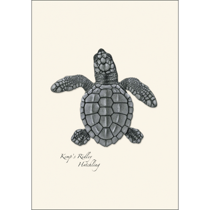 Sea Turtle Hatchling Assortment - Boxed Note Cards