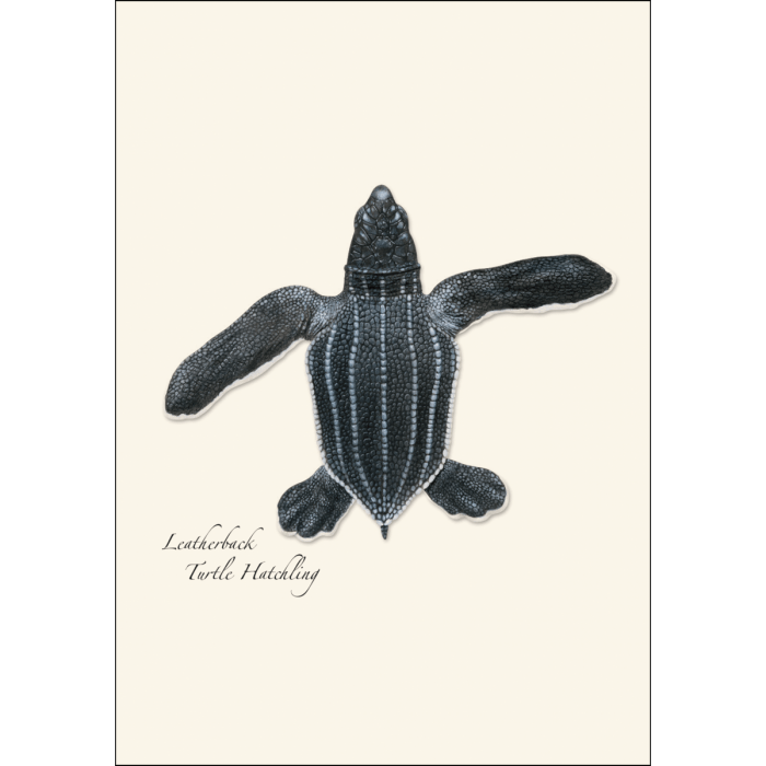 Sea Turtle Hatchling Assortment - Boxed Note Cards