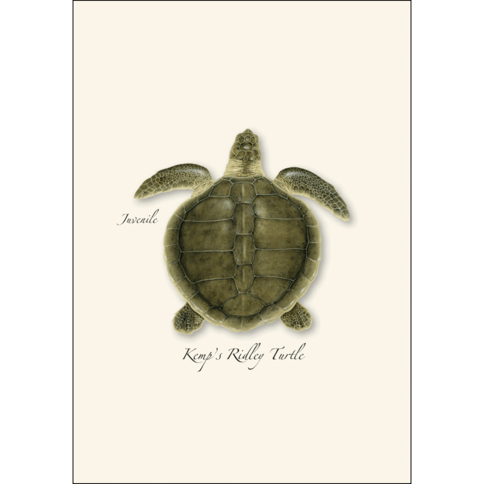 Sea Turtle Juveniles Note Card Set – Eco-Friendly Illustrated Cards