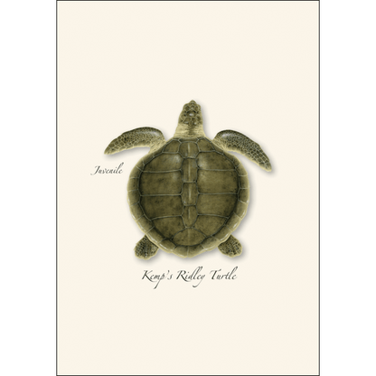 Sea Turtle Juveniles Note Card Set – Eco-Friendly Illustrated Cards