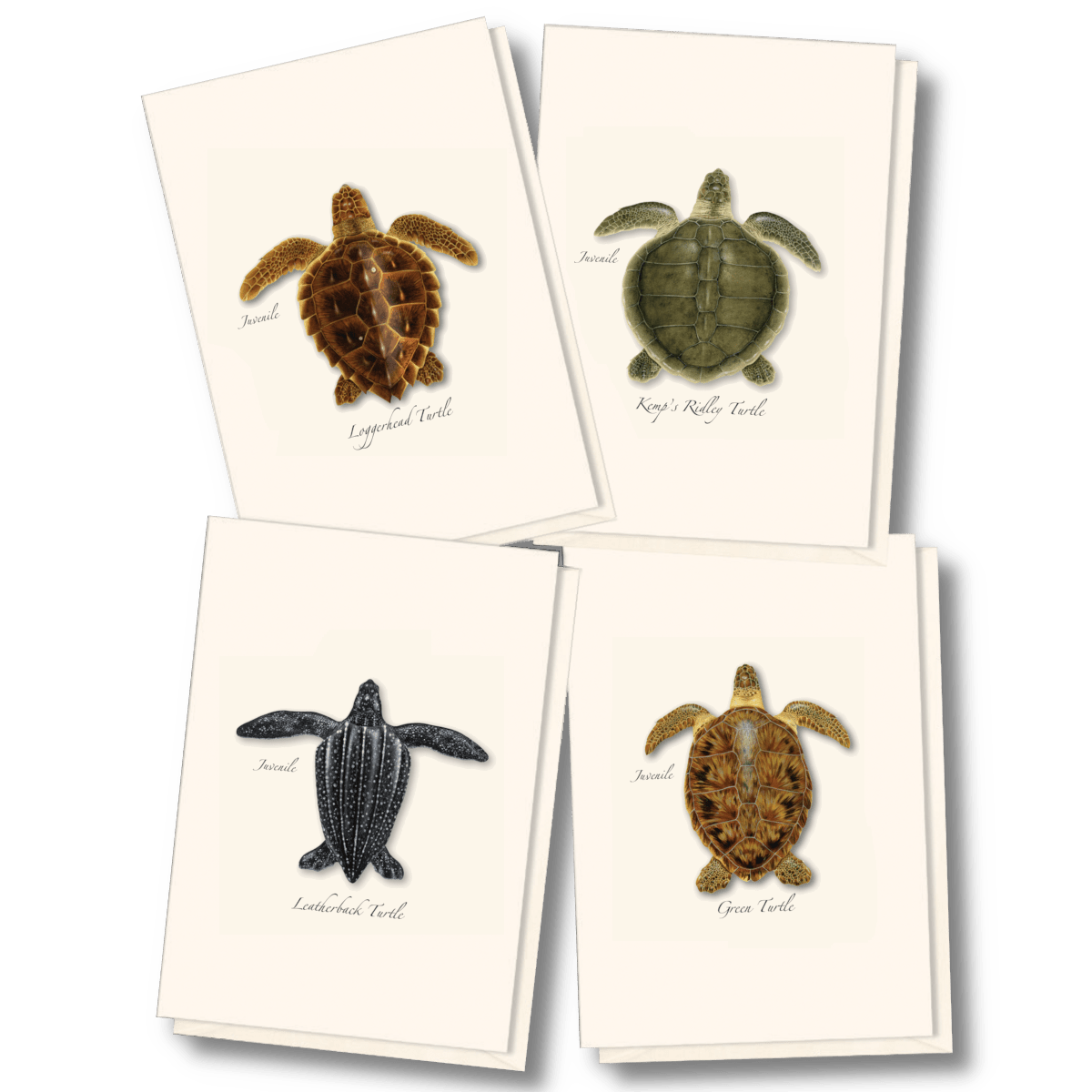 Sea Turtle Juveniles Note Card Set – Eco-Friendly Illustrated Cards