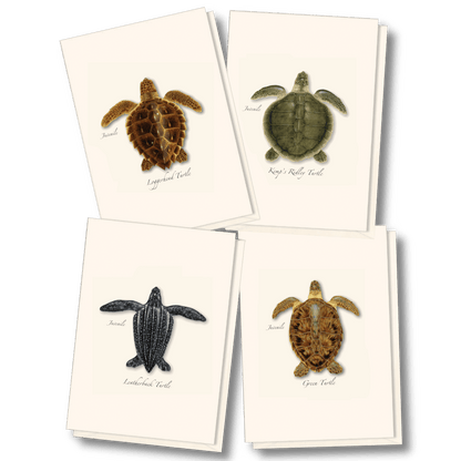 Sea Turtle Juveniles Note Card Set – Eco-Friendly Illustrated Cards