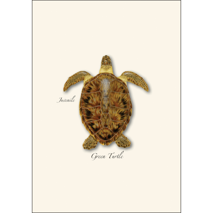 Sea Turtle Juveniles Note Card Set – Eco-Friendly Illustrated Cards