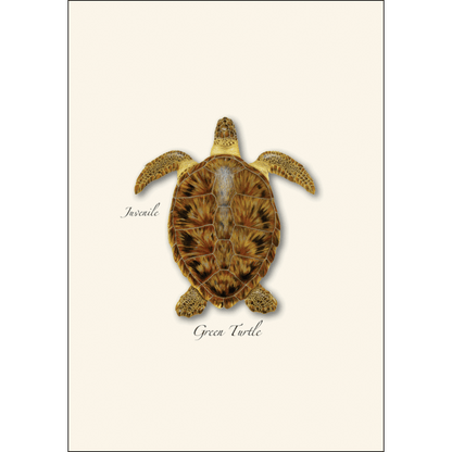 Sea Turtle Juveniles Note Card Set – Eco-Friendly Illustrated Cards