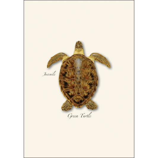 Sea Turtle Juveniles Note Card Set – Eco-Friendly Illustrated Cards