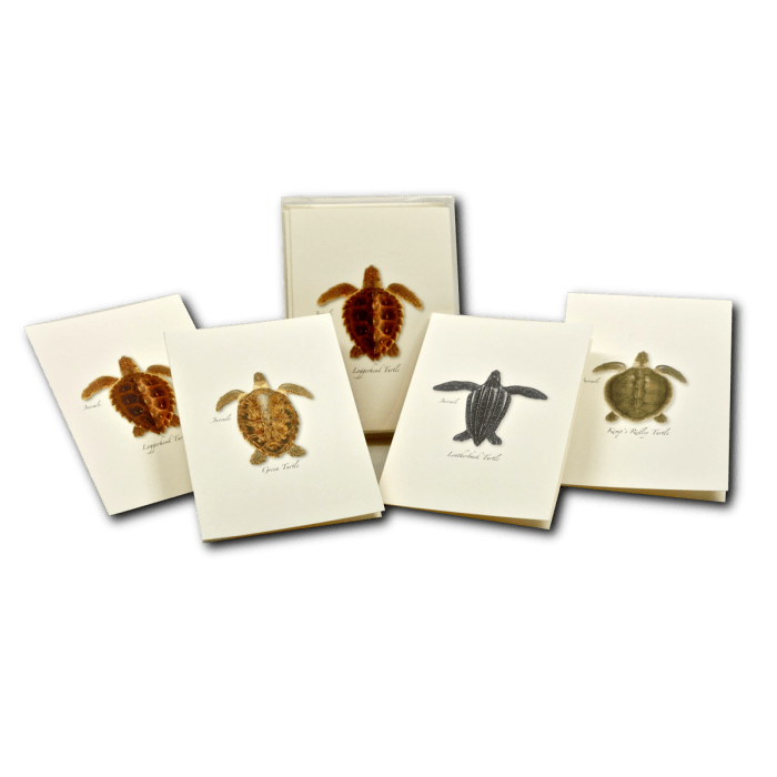 Sea Turtle Juveniles Note Card Set – Eco-Friendly Illustrated Cards