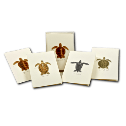 Sea Turtle Juveniles Note Card Set – Eco-Friendly Illustrated Cards