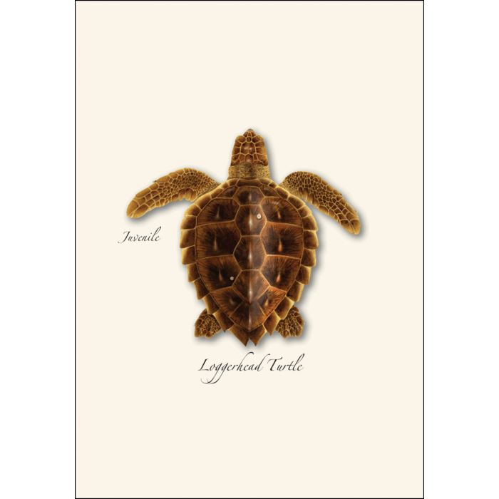 Sea Turtle Juveniles Note Card Set – Eco-Friendly Illustrated Cards