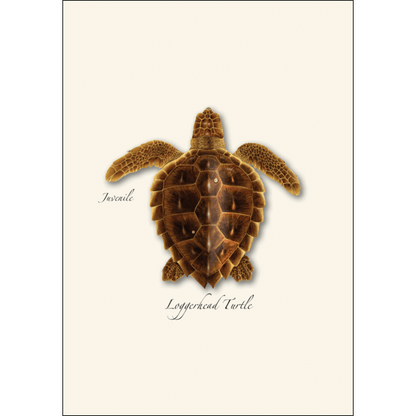 Sea Turtle Juveniles Note Card Set – Eco-Friendly Illustrated Cards