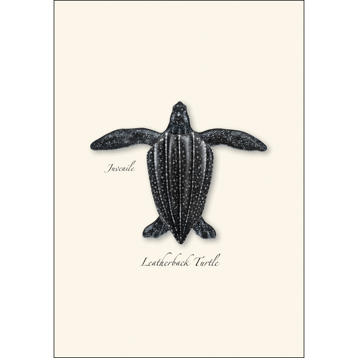 Sea Turtle Juveniles Note Card Set – Eco-Friendly Illustrated Cards
