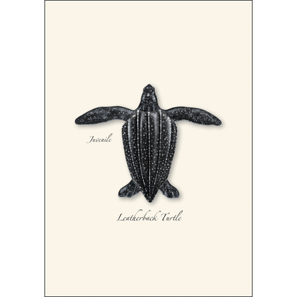 Sea Turtle Juveniles Note Card Set – Eco-Friendly Illustrated Cards