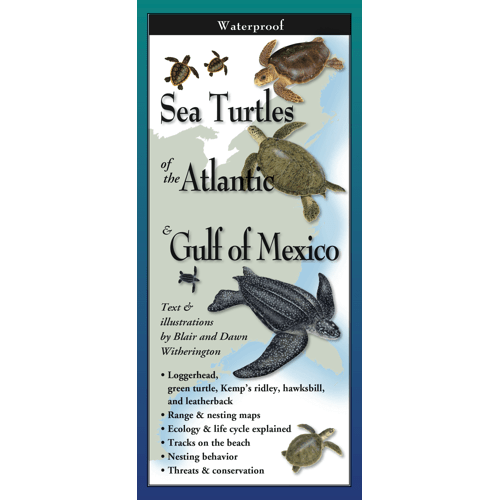 Sea Turtles of the Atlantic & Gulf of Mexico – A Comprehensive Guide