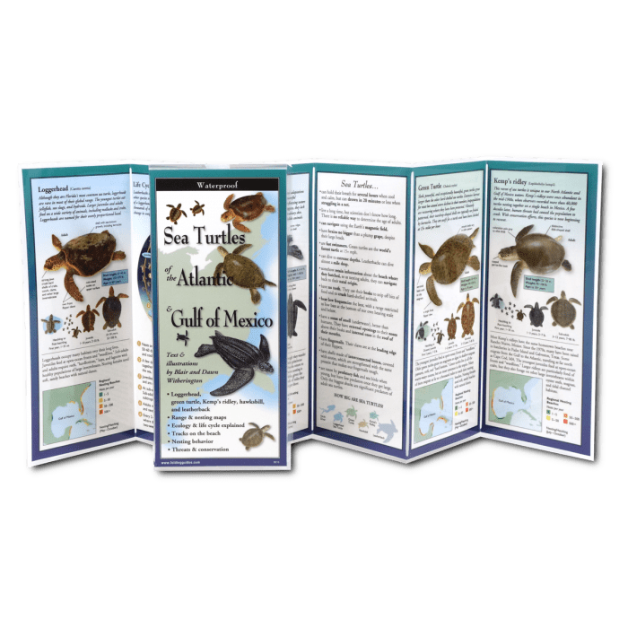 Sea Turtles of the Atlantic & Gulf of Mexico – A Comprehensive Guide