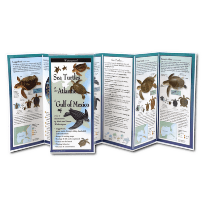 Sea Turtles of the Atlantic & Gulf of Mexico – A Comprehensive Guide