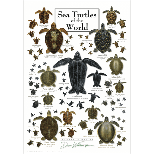 Sea Turtles of the World Poster – 19" x 27"