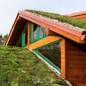 Sedum Roof Mix – 500 Seeds