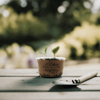 Seeds In A Cup® | Jalapeño Plant Grow from Seed Gardening Kit