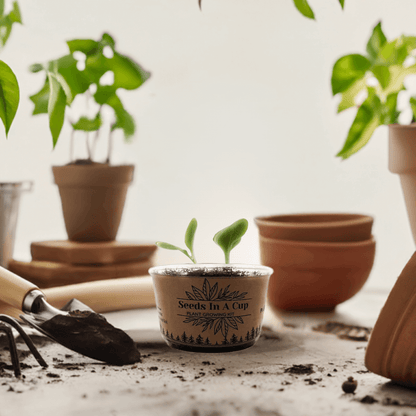 Seeds In A Cup® | Jalapeño Plant Grow from Seed Gardening Kit