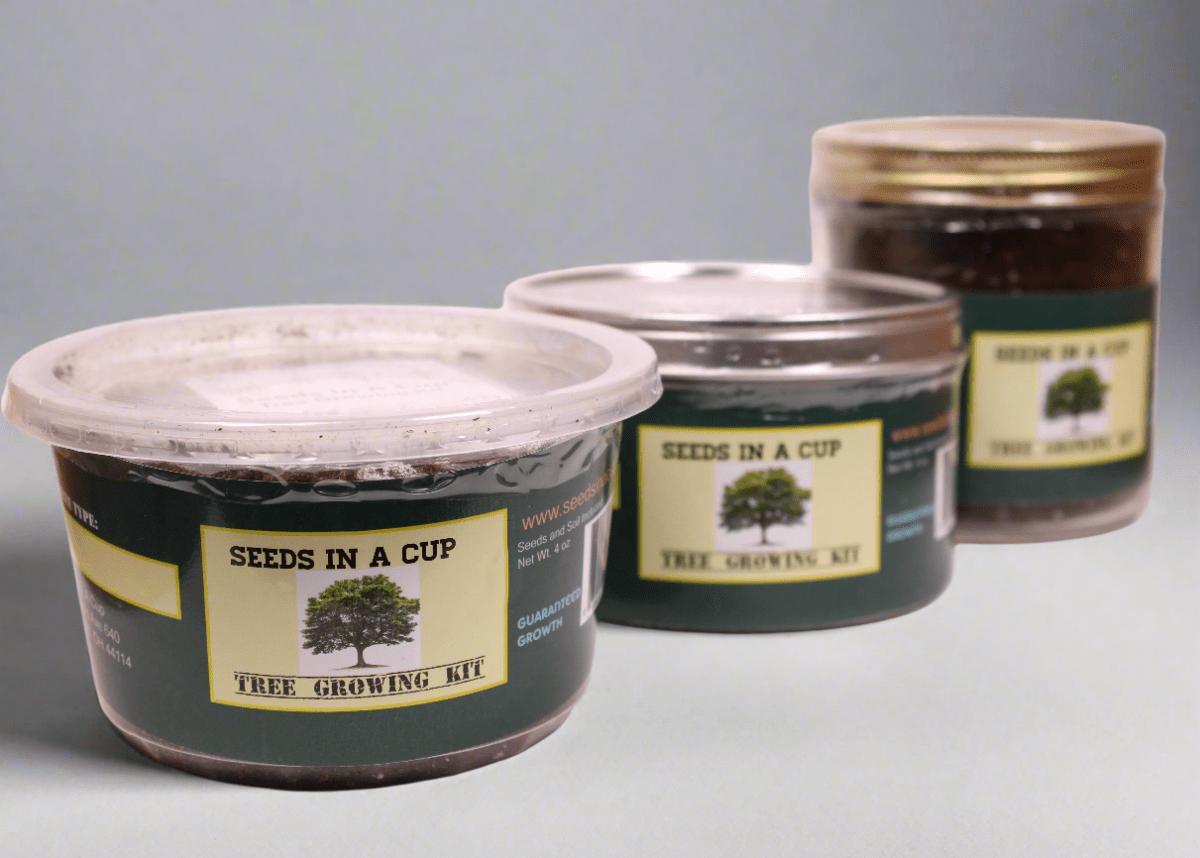 Sugar Maple Tree | Seed Starter Grow Kit | Seeds In A Cup®