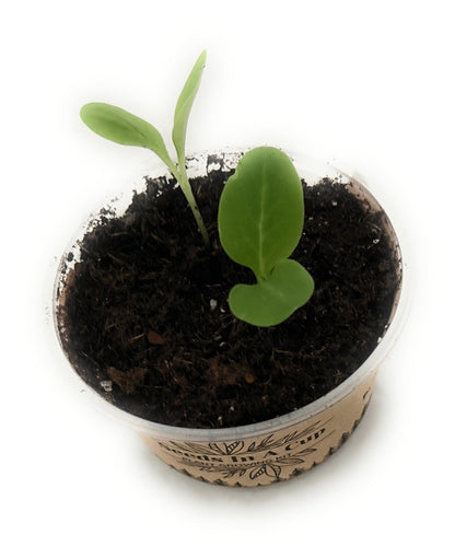 Orange Tree | Seed Starter Grow Kit | Seeds In A Cup®