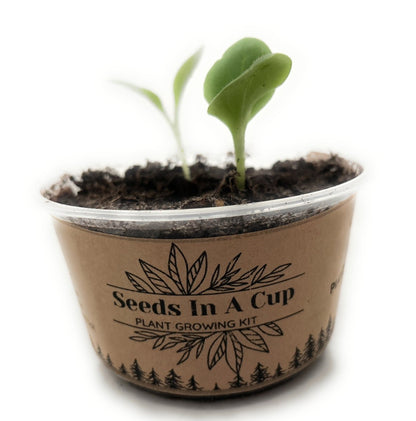 Apricot Tree  |  Seed Starter Grow Kit  |  Seeds In A Cup®