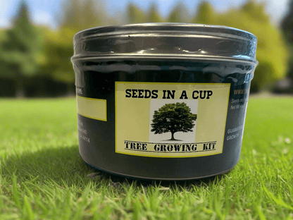 Olive Tree | Seed Starter Grow Kit | Seeds In A Cup®