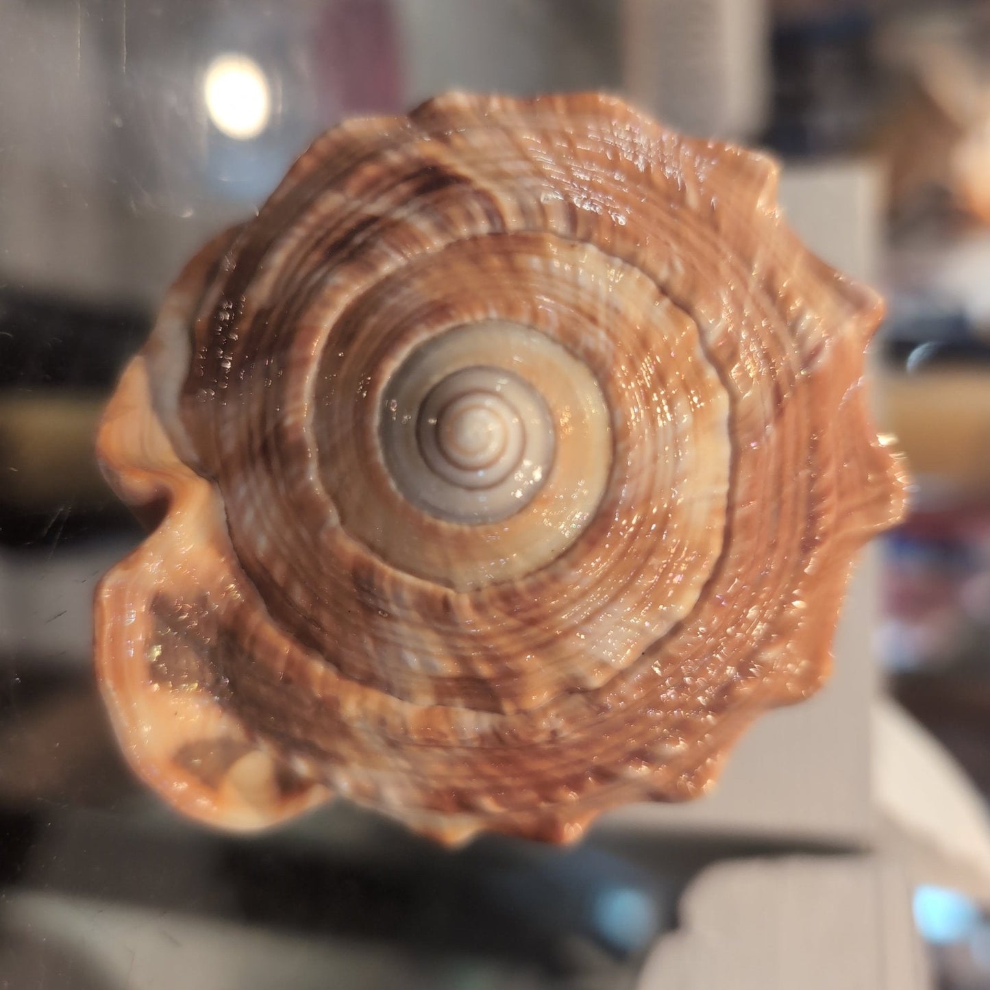 Select Bullmouth Cameo Helmet Shell Display – available in 2 sizes