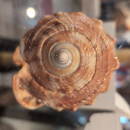 Select Bullmouth Cameo Helmet Shell Display – available in 2 sizes