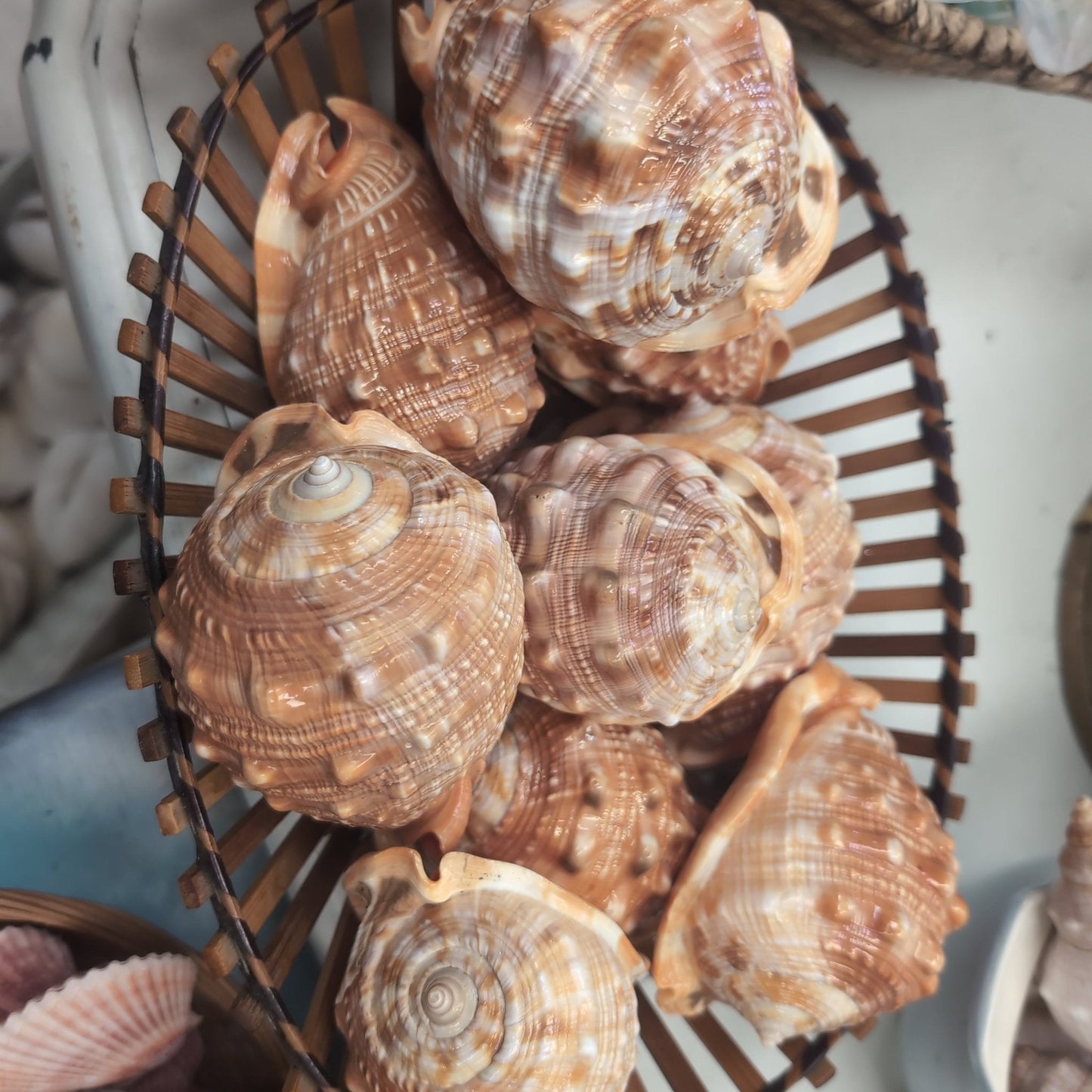 Select Bullmouth Cameo Helmet Shell Display – available in 2 sizes