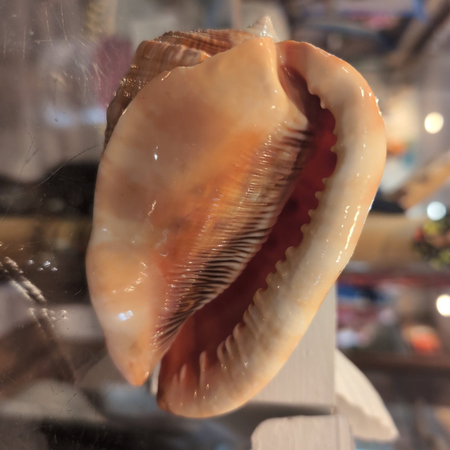 Select Bullmouth Cameo Helmet Shell Display – available in 2 sizes