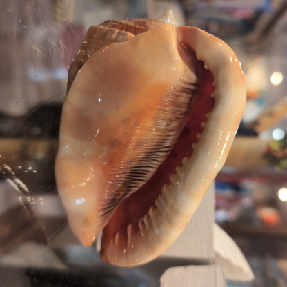 Select Bullmouth Cameo Helmet Shell Display – available in 2 sizes