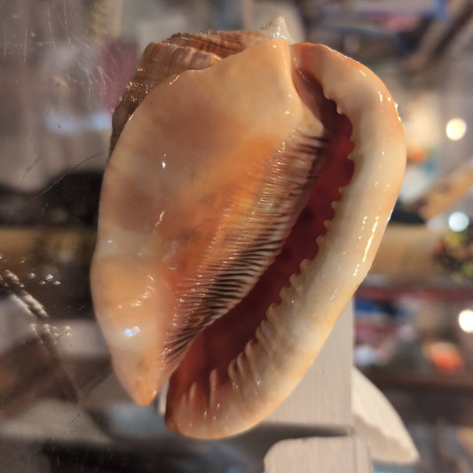 Select Bullmouth Cameo Helmet Shell Display – available in 2 sizes