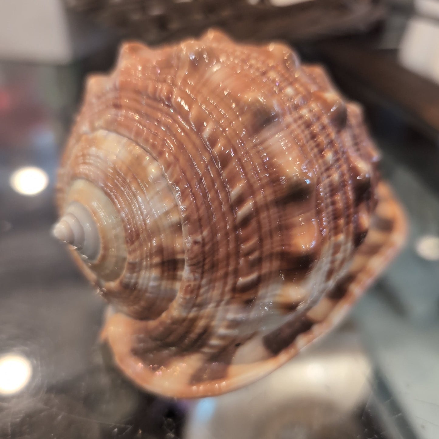 Select Bullmouth Cameo Helmet Shell Display – available in 2 sizes